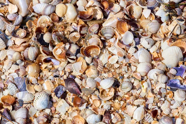 Sand, feine Steine und viele verschiedene Partikel zerkleinerter Schalen — Stockfoto