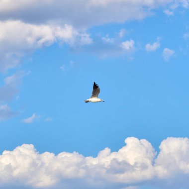 Deniz açık mavi gökyüzü bir plaj üzerinde uçan martı