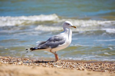 Martı sahilde kapatın - kadar doğal deniz arka plan üzerinde