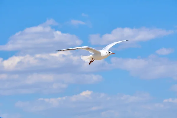 Sea gulls flying over a beach in a clear blue sky — Stock Photo, Image