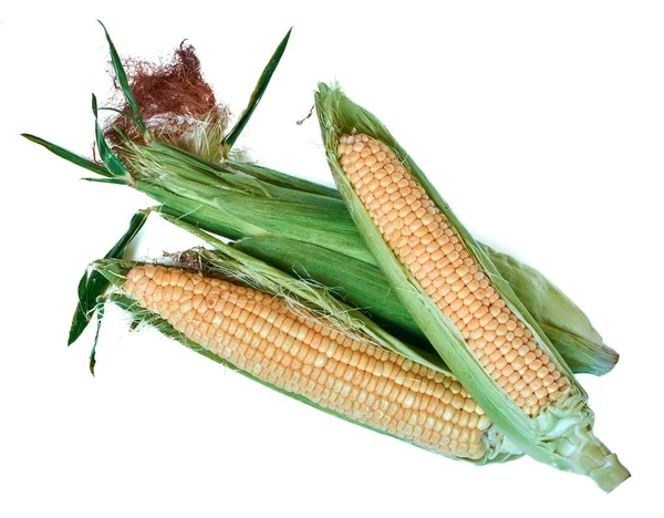 Beyaz arka planda izole edilmiş bir mısır kulağı.