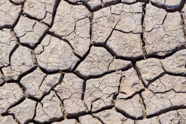 Dry and hot summers, cracked soil with some small, green plants. The texture of the earth during drought. clipart