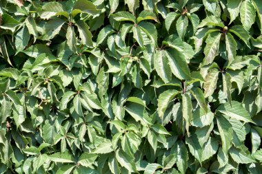 Yabani üzüm asmaları ve yaprakları çilek çit ile.