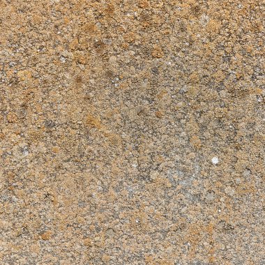 Eski bir beton duvar Xanthoria parietina. Turuncu liken beton duvara büyür.