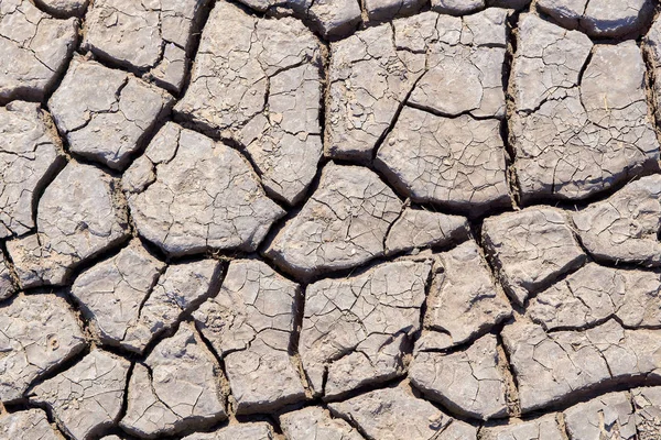 干燥炎热的夏天 与一些小的 绿色的植物开裂的土壤 干旱时期地球的质地 — 图库照片