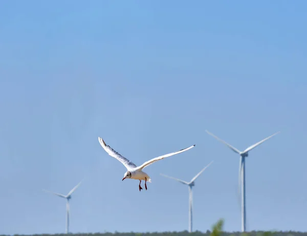 Gaviotas Volando Sobre Una Playa Cielo Azul Claro — Foto de Stock