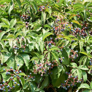 Yabani üzüm asmaları ve yaprakları çilek çit ile.