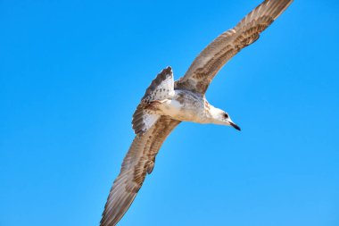 Deniz açık mavi gökyüzü bir plaj üzerinde uçan martı.