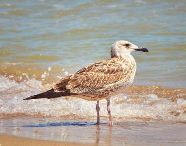 Martı sahilde kapatın - kadar doğal deniz suyu arka plan üzerinde.