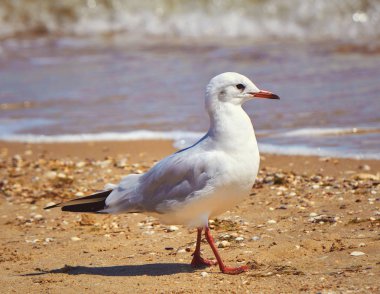 Martı sahilde kapatın - kadar doğal deniz suyu arka plan üzerinde.