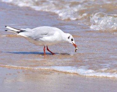 Martı sahilde kapatın - kadar doğal deniz suyu arka plan üzerinde.