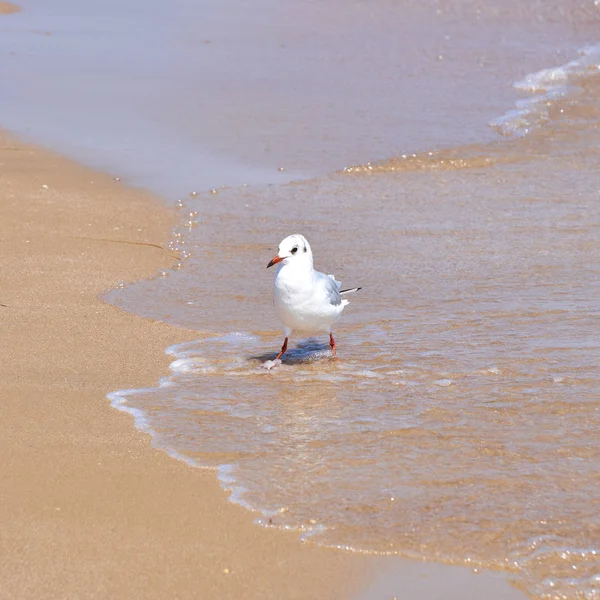 海边的海鸥在自然海水的背景下特写 — 图库照片