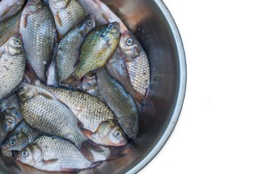 Taze Nehir balığı yakaladı. Crucians ve güneş levrek. İyi av.