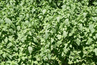 Kabarık yeşil yaprakları ile sıradan ısırgan kalın