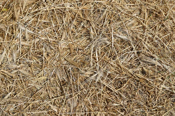 Suchá žlutá tráva sena jako textura pozadí — Stock fotografie