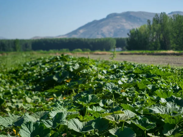 Ekili alan, gökyüzü ve dağlar