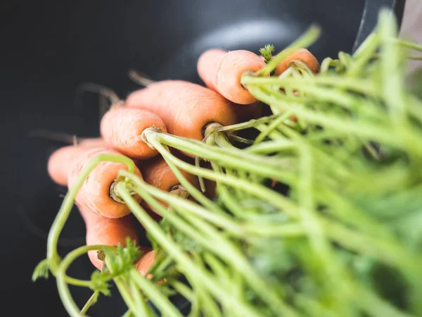 Manojo de zanahorias frescas — Foto de Stock