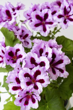 Açık pembe taç yapraklı, koyu kırmızı yapraklı ve açık arkaplanda yeşil yapraklı kraliyet pelargonyumundan çiçekler. Beyaz arka planda kraliyet pelargonyumunun kapalı bir bitkisi.