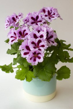Koyu bordo merkezleri ve hafif bir arka planda yeşil yaprakları ile açık pembe yaprakları ile Kraliyet Pelargonium çiçekleri. Potted Kraliyet Pelargonium houseplant.
