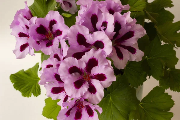 Flowers of royal pelargonium with light pink petals with dark burgundy centers and green leaves on a light background. Indoor plant of royal pelargonium on a light background close-up