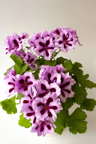 Flowers of royal pelargonium with light pink petals with dark burgundy centers and green leaves on a light background. Indoor plant of royal pelargonium on a light background close-up