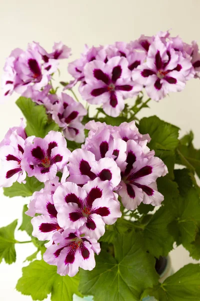 Flores Pelargonium Real Com Pétalas Rosa Claras Com Centros Borgonha Imagem De Stock