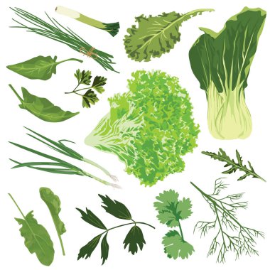 Yenilebilir Yeşiller. Ispanak, salata, maydanoz, dere otu, roka, soğan, pırasa, kuzukulağı beyaz arka plan üzerinde