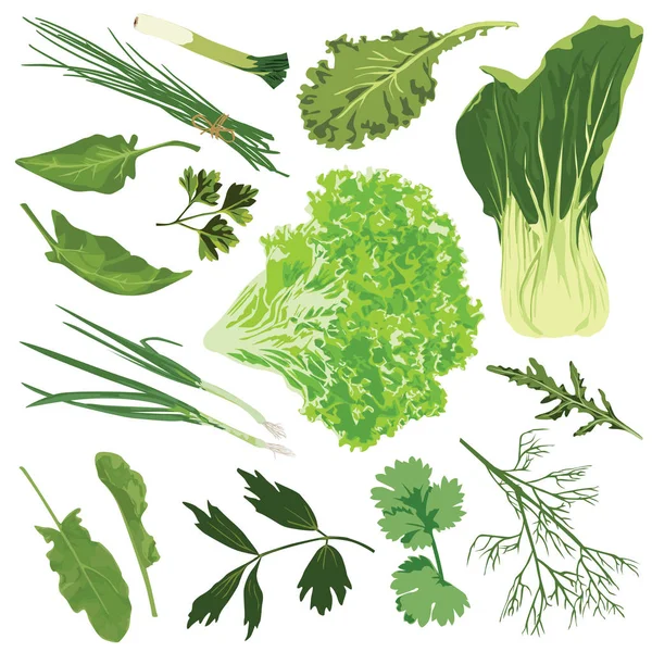 Verts Comestibles Épinards Salade Persil Aneth Roquette Oignon Poireau Oseille — Image vectorielle