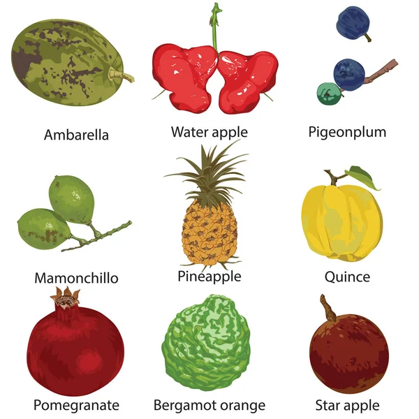 Verschillende Vruchten Een Witte Achtergrond — Stockvector