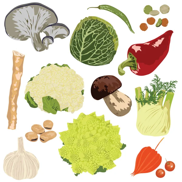 白色背景的一组蔬菜 — 图库矢量图片