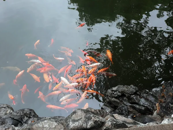 Chinese carp. A school of fish in the pond.