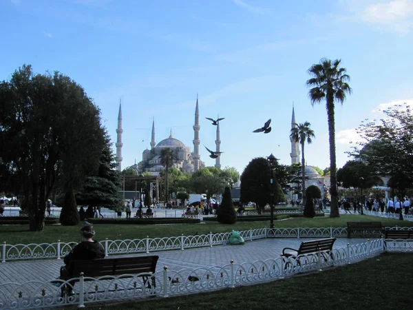 Mañana Estambul Palomas Fondo Mezquita Azul Turquía Mayo 2018 — Foto de Stock