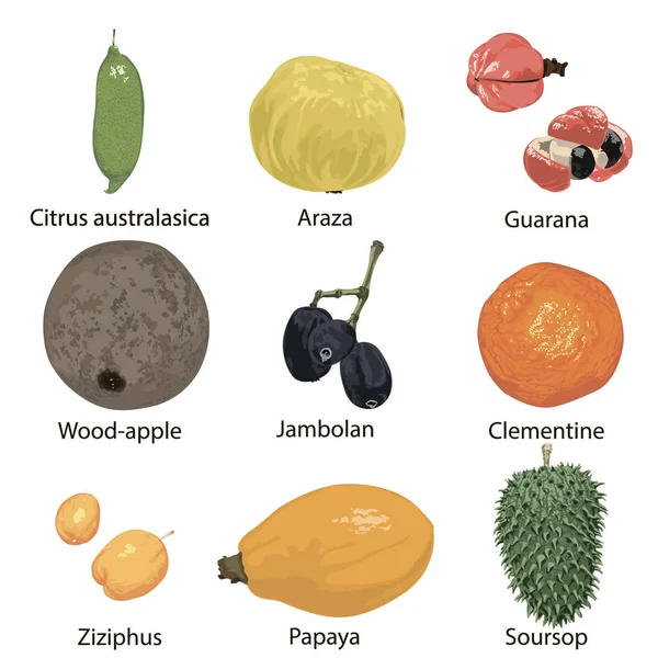 白い背景に異なる果物のセット — ストックベクタ