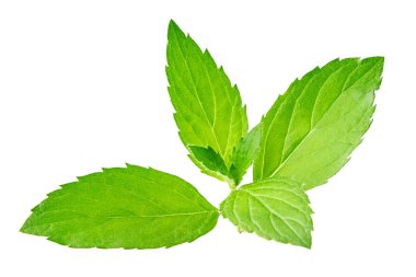 Taze nane banch beyaz