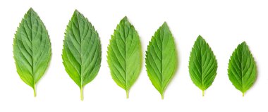 Grup farklı nane yaprakları üzerinde izole beyaz arka plan, üst, görünümü