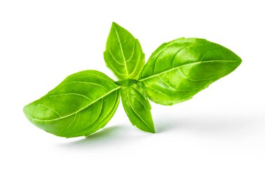 beyaz izole bir fesleğen taze şube