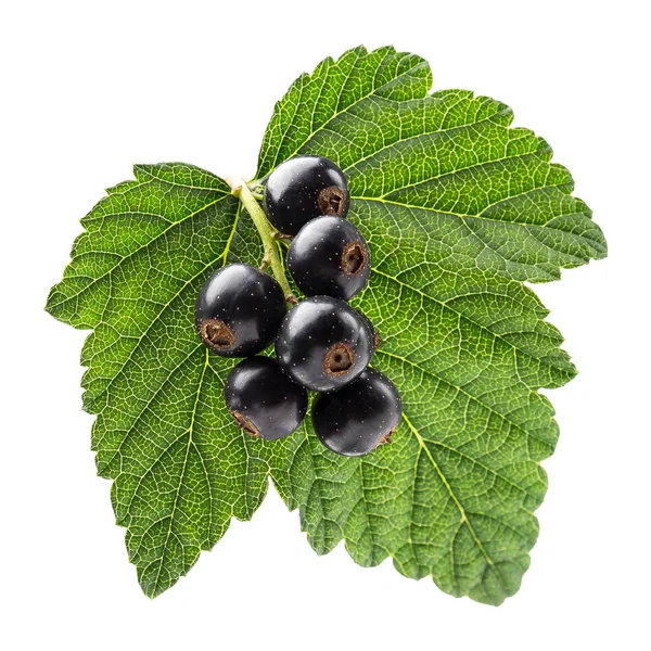 Ripe Blackcurrant Green Leaf — Stock Photo, Image