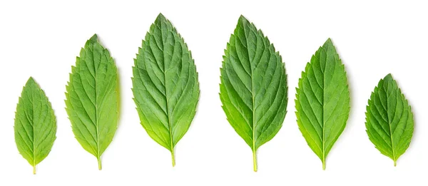 Top View Mint Melisa Leaves — Stock Photo, Image