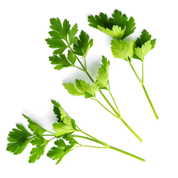 Parsley White Isolated — Stock Photo, Image