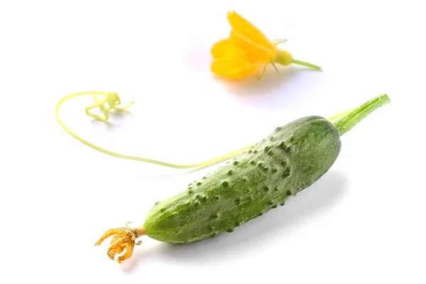 Çiçek Bahçesinden Taze Salatalık — Stok fotoğraf