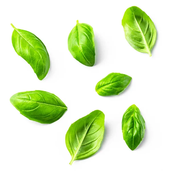 Several Leaves Basil White Isolated Background Royalty Free Stock Photos