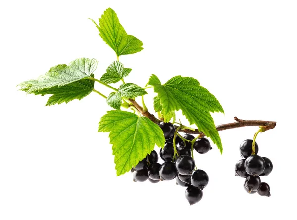 Blackcurrant Branch Stock Picture