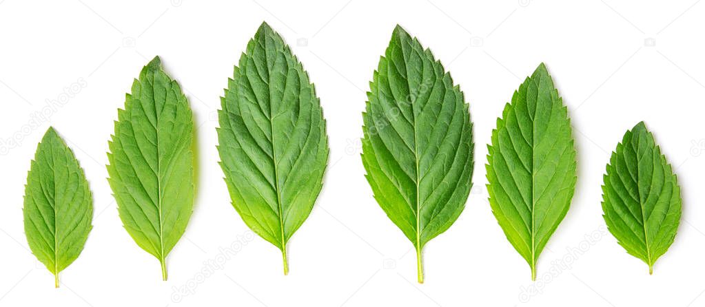 Top view of mint melisa leaves