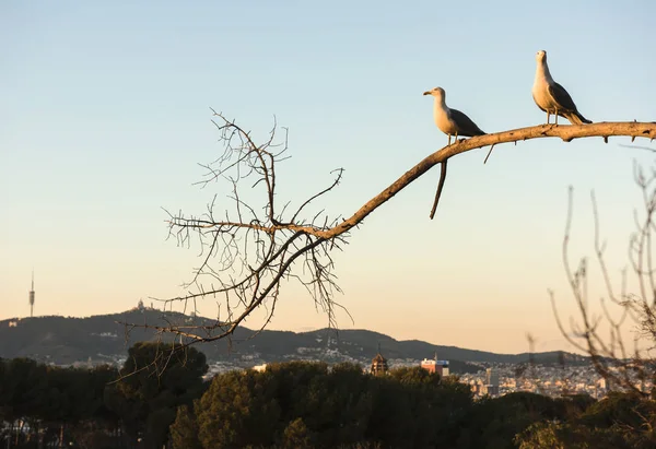 两只海鸥栖息在远处屋顶的树枝上 巴塞罗那 西班牙 — 图库照片