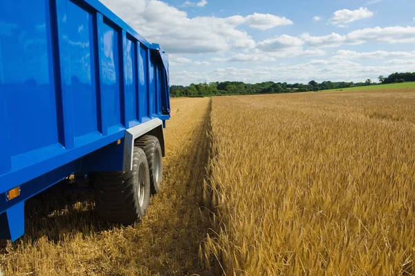 Уборка Тракторов Пшеничном Поле Великобритания — стоковое фото