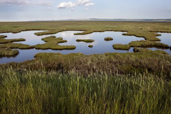 Seeblick Mit Pflanzen Sumpfland Kent Vereinigtes Königreich Europa — Stockfoto