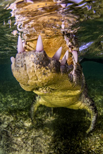 Detailní Pohled Čelistí Krokodýla Plavání Pod Vodou — Stock fotografie