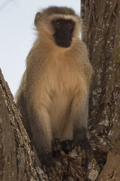 Lustiger Affe Sitzt Auf Baum Und Schaut Weg Tansania — Stockfoto