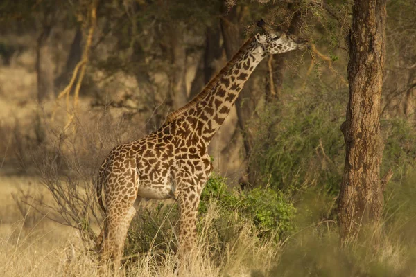 Side View Giraffe Eating Tree Leaves Tarangire Tanzania — Stock Photo, Image