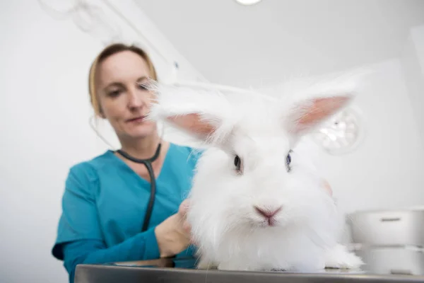 Vet Giving Angora Rabbit Dental Checkup — Stock Photo, Image